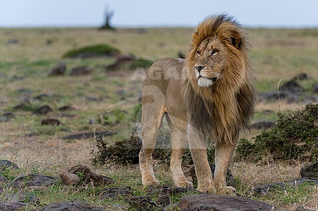 A male lion, Panthera leo, looking at the surroundings. Masai Mara National Reserve, Kenya, Africa. stock-image by Agami/Sergio Pitamitz,