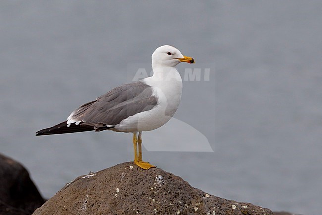 Volwassen Armeense Meeuw op rots, Adult Armenian Gull at rock stock-image by Agami/Daniele Occhiato,