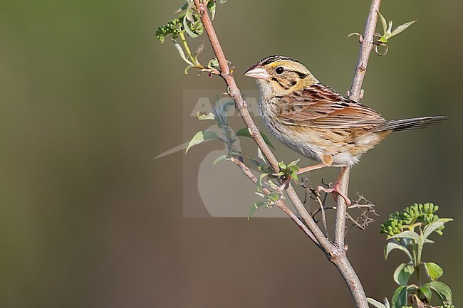 Henslow's Sparrow (Centronyx henslowii) perched on a branch stock-image by Agami/Dubi Shapiro,
