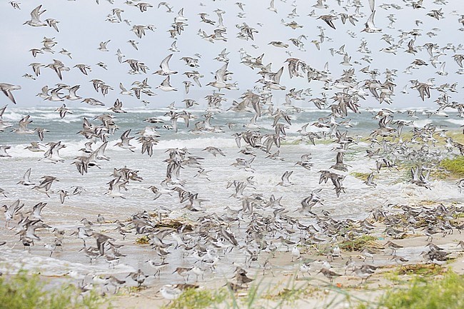 Dunlins (Calidris alpina) with Sanderlings (Calidris alba) and Red Knots (Calidris canutus) at high-tide roost in Wadden Sea near Hamburg in Germany. stock-image by Agami/Ralph Martin,