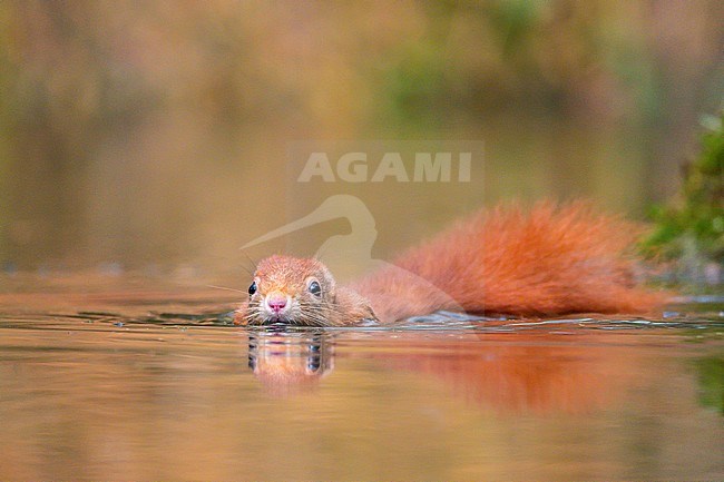 Eurasian Red Squirrel (Sciurus vulgaris) in Dutch forest. Swimming in a lake. stock-image by Agami/Hans Germeraad,