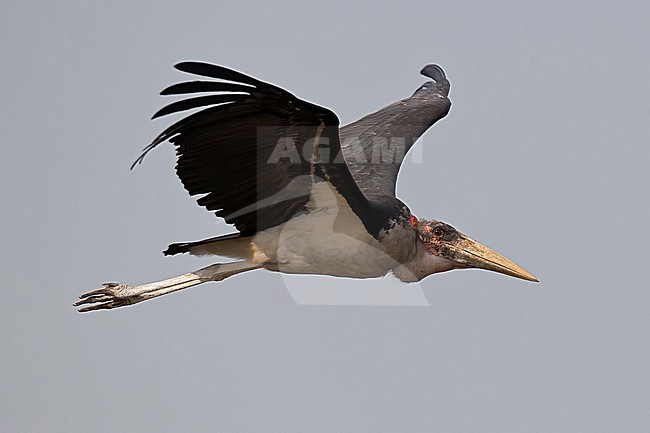 Flying adult marabou stork (Leptoptilos crumenifer) above Lake Albert in Uganda stock-image by Agami/Mathias Putze,