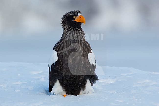 Volwassen Steller-zeearend, Adult Stellers Sea-eagle stock-image by Agami/Sergey Gorshkov,