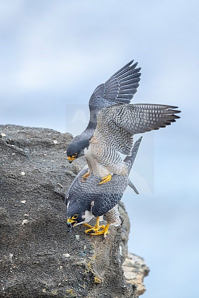 Adult American Peregrine Falcon, Falco peregrinus anatum, mating
Los Angeles Co., CA, USA stock-image by Agami/Brian E Small,