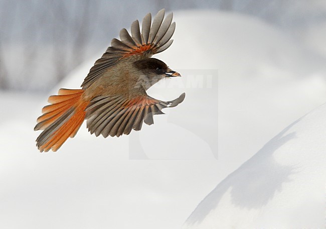 Taigaigaai in vlucht; Siberian Jay in flight stock-image by Agami/Markus Varesvuo,