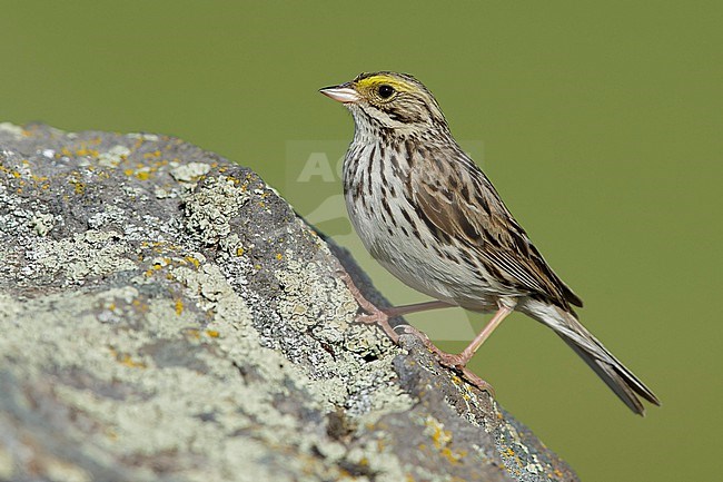 Adult Savannah Sparrow, Passerculus sandwichensis
Kamloops, B.C., Canada stock-image by Agami/Brian E Small,