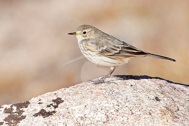 American Buff-bellied Pipit, Amerikaanse Waterpieper, Anthus rubescens stock-image by Agami/Martijn Verdoes,