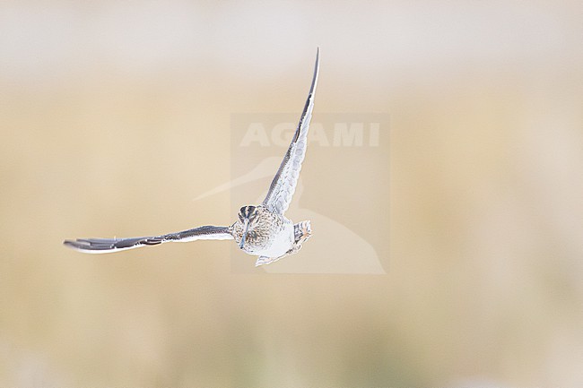 Watersnip, Common Snipe, Gallinago gallinago stock-image by Agami/Menno van Duijn,