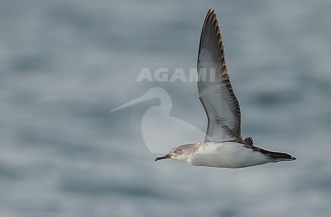  stock-image by Agami/Eduard Sangster,