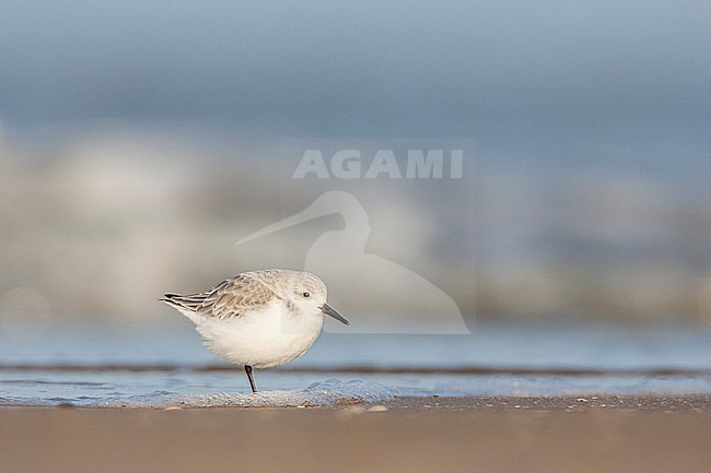 Drieteenstrandloper rustend in branding; Sanderling resting in surf stock-image by Agami/Menno van Duijn,