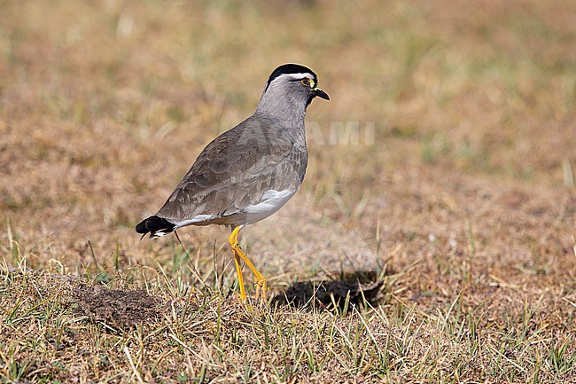 adult Spot-breasted Lapwing (Vanellus melanocephalus) found at Gaysay plains in ethiopian highlands of Bale Mountains stock-image by Agami/Mathias Putze,