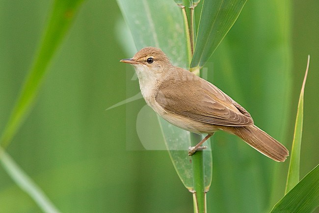 Reed Warbler (Acrocephalus scirpaceus), adult perched on a reed, Campania, Italy stock-image by Agami/Saverio Gatto,