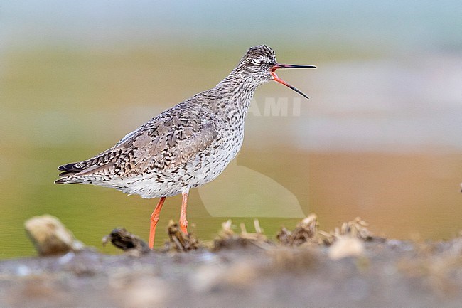 Redshank (Tringa totanus), side view of an adult standing on the ground, Campania, Italy stock-image by Agami/Saverio Gatto,