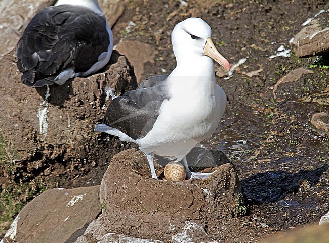 Black-browed Albatross (Thalassarche melanophrys) onit’s nest on the Falklands Islands. stock-image by Agami/Pete Morris,