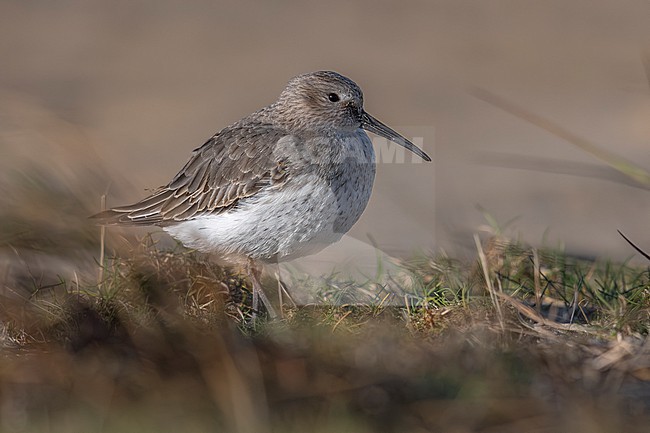 Putative Hudsonian Dunlin (Calidris alpina hudsonia) walking on a beach in Hemmes de Marck, Haut de France, France. stock-image by Agami/Vincent Legrand,