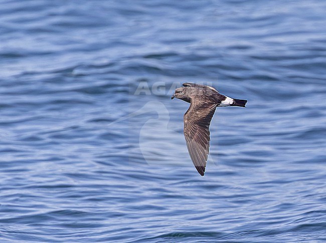 Galapagos Band-rumped Storm Petrel  (Hydrobates castro bangsi) on the Galapagos Islands, part of the Republic of Ecuador. Either Darwin's or Spear's Storm Petrel. stock-image by Agami/Pete Morris,