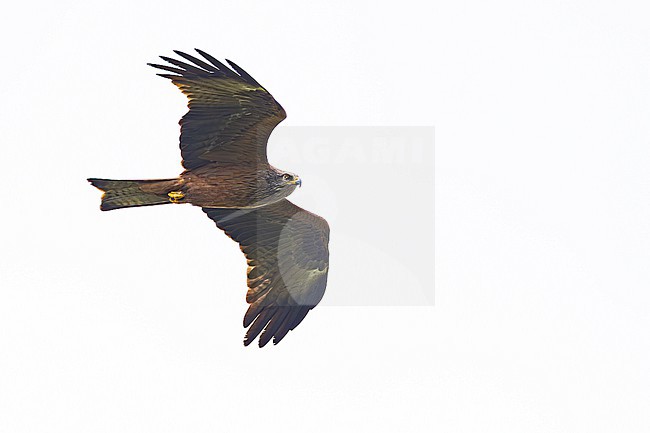 Zwarte Wouw, Black Kite, Milvus migrans- stock-image by Agami/Menno van Duijn,