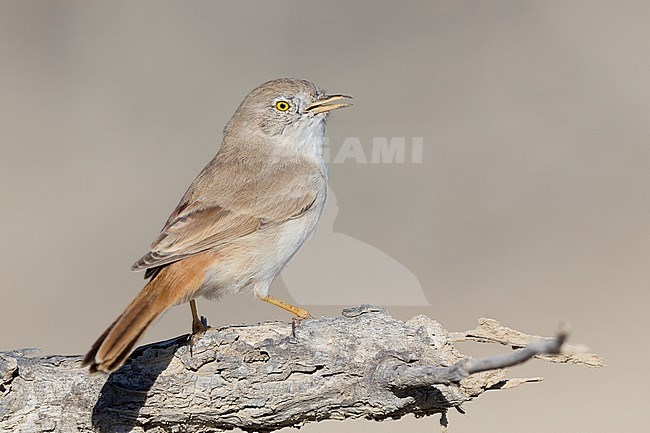 Asian Desert Warbler (Sylvia nana), perched on a branch, Khatmat Milahah, Al Batinah, Oman stock-image by Agami/Saverio Gatto,