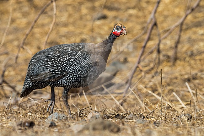 Helmparelhoen; Helmeted Guineafowl stock-image by Agami/Daniele Occhiato,