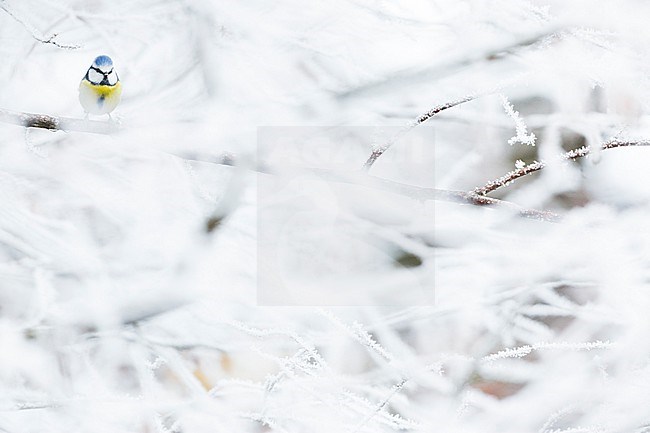 Blue Tit (Cyanistes caeruleus ssp. caeruleus), Germany (Baden-Württemberg) perched in winter stock-image by Agami/Ralph Martin,