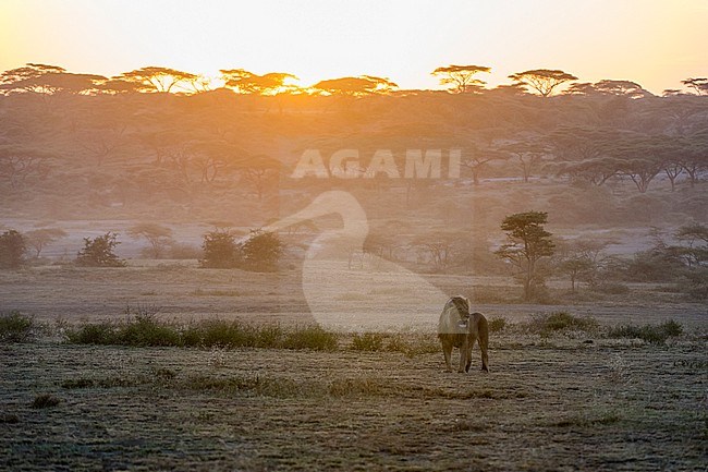 A male lion, Panthera leo, in sunrise warm light. Ndutu, Ngorongoro Conservation Area, Tanzania stock-image by Agami/Sergio Pitamitz,