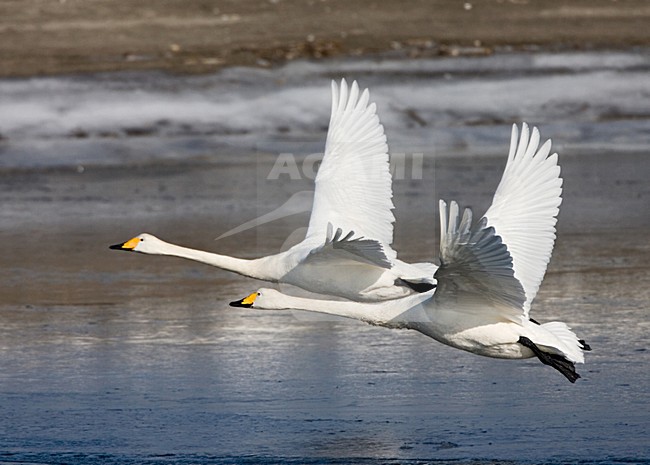 Wilde zwaan volwassen vliegend; Whooper Swan adult flying stock-image by Agami/Marc Guyt,