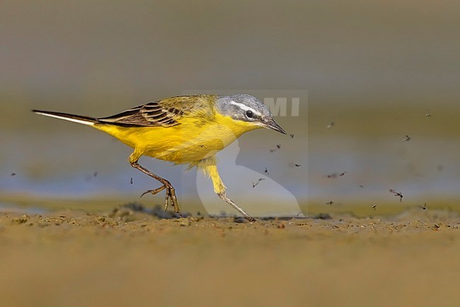 Spring male Blue-headed Wagtail (Mortacilla flava flava) in Italy. stock-image by Agami/Daniele Occhiato,