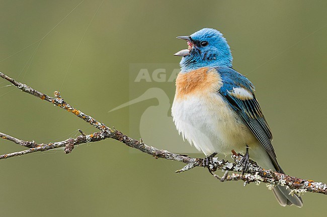 Lazuli Bunting (Passerina amoena) perched on a branch in British Columbia, Canada stock-image by Agami/Glenn Bartley,