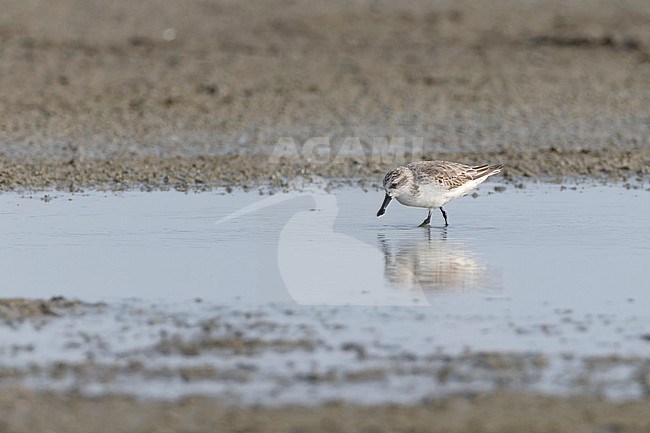 Spoon-billed Sandpiper (Eurynorhynchus pygmeus) wintering at Laem Pak Bia  in Thailand. A critically endangered wader from Asia. stock-image by Agami/David Monticelli,