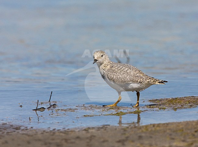 Magelhaenplevier op het strand; Magellanic Plover on the shore stock-image by Agami/Marc Guyt,