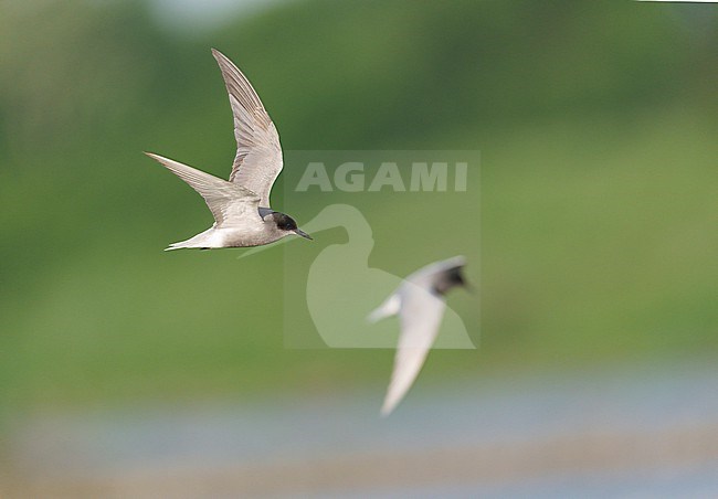 Two Black Terns (Chlidonias niger) on springmigration flying over the river Maas stock-image by Agami/Ran Schols,