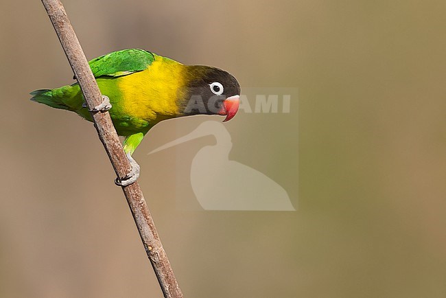 Yellow-Collared Lovebird (Agapornis personatus)  in Tanzania. stock-image by Agami/Dubi Shapiro,