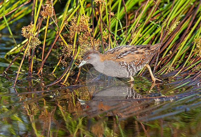 Baillon's Crake (Zapornia pusilla) at the Groene Jonker near Nieuwkoop in the Netherlands. Foraging in a marsh. stock-image by Agami/Marc Guyt,