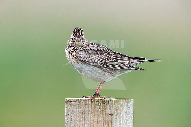 Male North-western Eurasian Skylark sitting on a pool in North Ronaldsay, Scotland. May 2017. stock-image by Agami/Vincent Legrand,