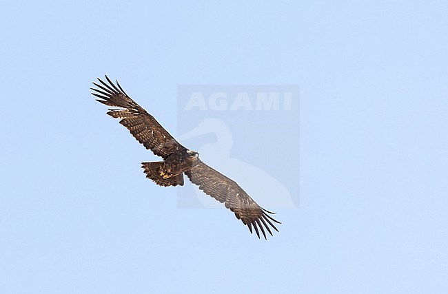 Steppe eagle (Aquila nipalensis) in flight near Salalah, Oman stock-image by Agami/Roy de Haas,