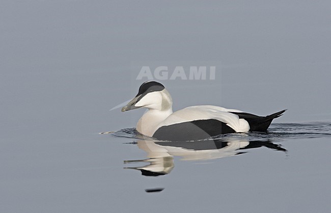 Common Eider adult male swimming; Eider volwassen man zwemmend stock-image by Agami/Jari Peltomäki,
