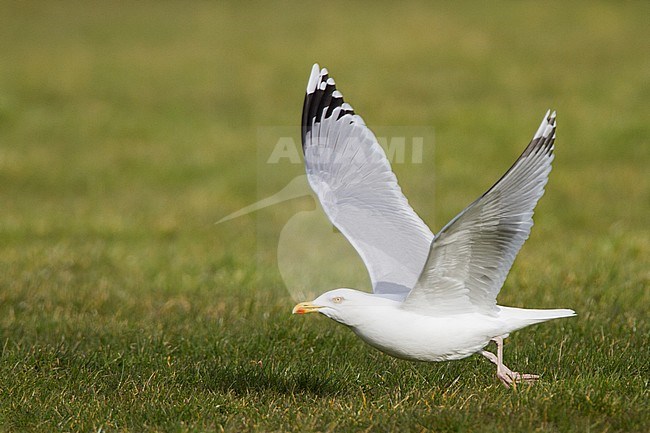 Zilvermeeuw trappelend in het gras; Herring Gull trampling in grassland stock-image by Agami/Menno van Duijn,