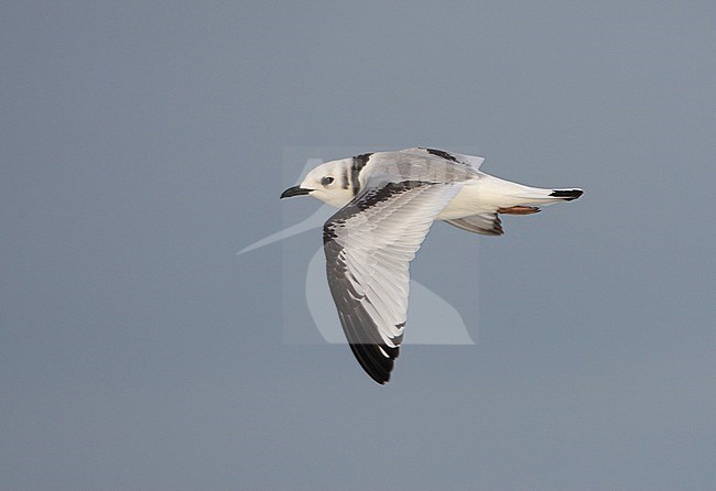 Drieteenmeeuw, Black-legged Kittiwake, Rissa tridactyla stock-image by Agami/Arie Ouwerkerk,