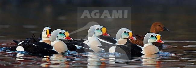Zwemmende mannetjes Koningseider, Swimming males King Eide stock-image by Agami/Markus Varesvuo,