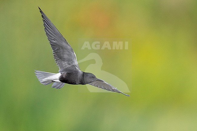Black Tern (Chlidonias niger), adult in flight, Campania, Italy stock-image by Agami/Saverio Gatto,