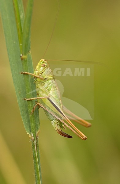 Vrouwtje Lichtgroene Sabelsprinkhaan Duitsland, Female Two-coloured Bush-cricket Germany stock-image by Agami/Wil Leurs,