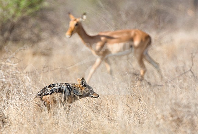Zadeljakhals tijdens sanitaire stop; Black-backed Jackal doing it\'s business stock-image by Agami/Marc Guyt,