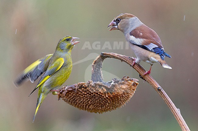 Hawfinch and Greenfinch, tuscany, italy, fight, fighting, (Coccothraustes coccothraustes) (Carduelis chloris) stock-image by Agami/Saverio Gatto,