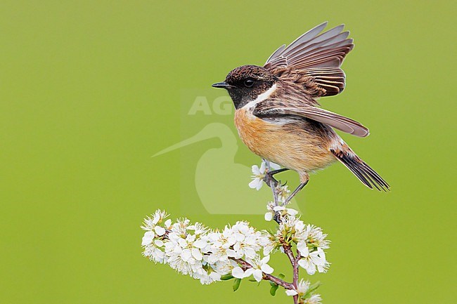 European Stonechat (Saxicola rubicola), side view of an adult male just landed on a Blackthorn branch, Campania, Italy stock-image by Agami/Saverio Gatto,