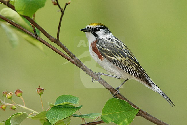 Adult male
Chippewa Co., MI
May 2007 stock-image by Agami/Brian E Small,