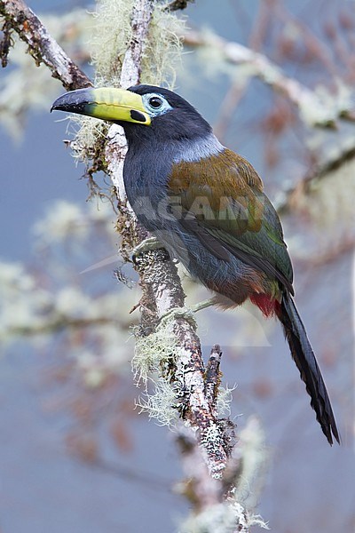 Hooded Mountain-Toucan (Andigena cucullata) Perched on a branch in Bolivia stock-image by Agami/Dubi Shapiro,