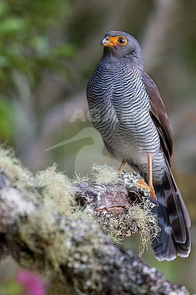 Barred Forest-Falcon (Micrastur ruficollis)perched on a branch in El Salvador stock-image by Agami/Dubi Shapiro,