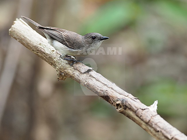 Drab Whistler (Pachycephala griseonota kuehni) on Kai island in the Moluccas, Indonesia. stock-image by Agami/James Eaton,