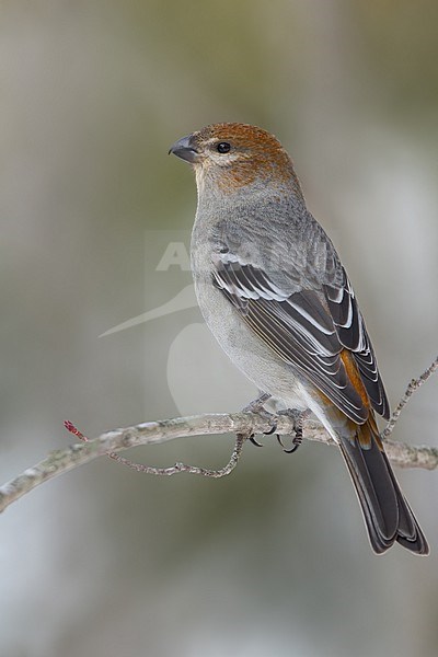 Pine Grosbeak (Pinicola enucleator) Perched on a branch in Minnesota stock-image by Agami/Dubi Shapiro,