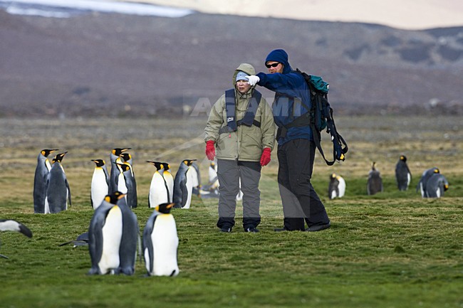 King Penguin with tourist; KoningspinguÃ¯n met toerist stock-image by Agami/Marc Guyt,